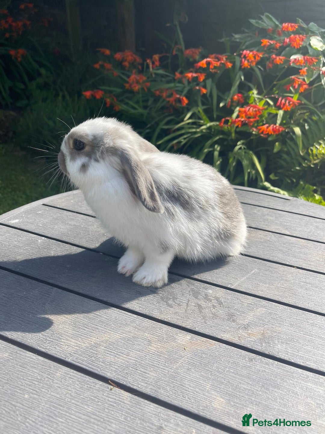 Mini Lop rabbits for sale: Beautiful Mini Lop Bunnies - Image 9
