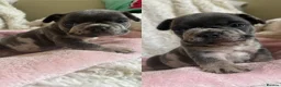 French Bulldog dogs for sale: Confident and Cute French Bulldog Puppies   - Advert 24