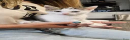 Mixed Breed cats for sale: 3 Adoptable Kittens Looking for a Loving Home - Advert 2