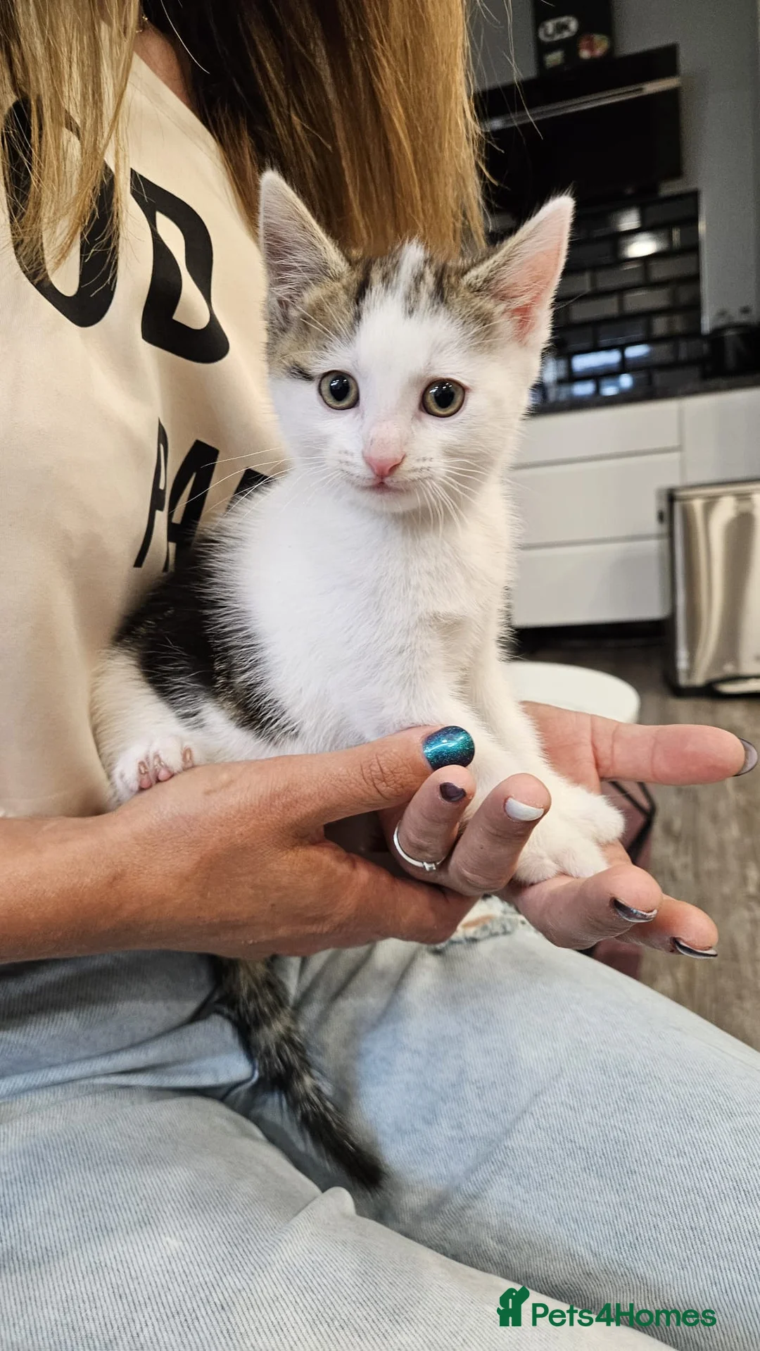 Mixed Breed cats for sale: 3 Adoptable Kittens Looking for a Loving Home - Advert 2