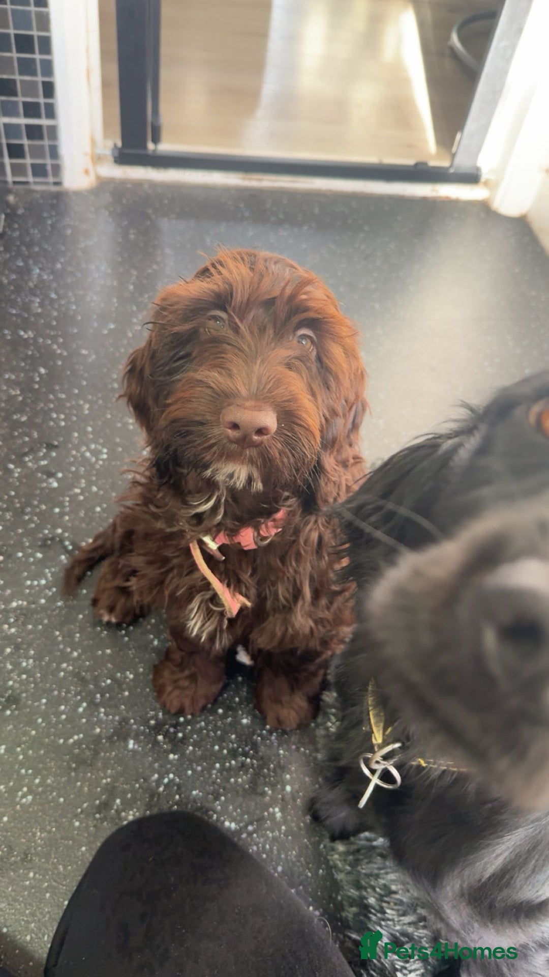Cockapoo dogs for sale: Mabel brown f1b cockapoo - Image 1