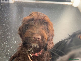 Cockapoo dogs - Advert 15