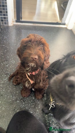 Cockapoo dogs - Advert 14