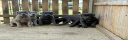 Cane Corso dogs for sale: Cane corso pups ready now - Advert 4