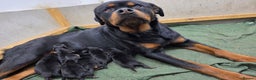 Rottweiler dogs for sale: Chunky, Strong, Loyal & Pure Rottweiler Puppies - Advert 8