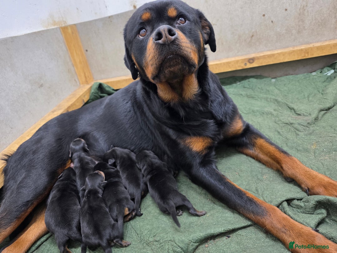 Rottweiler dogs for sale: Chunky, Strong, Loyal & Pure Rottweiler Puppies - Advert 8