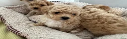 Poochon dogs for sale:  BEAUTIFUL F1 POOCHON PUPPIES  - Advert 11