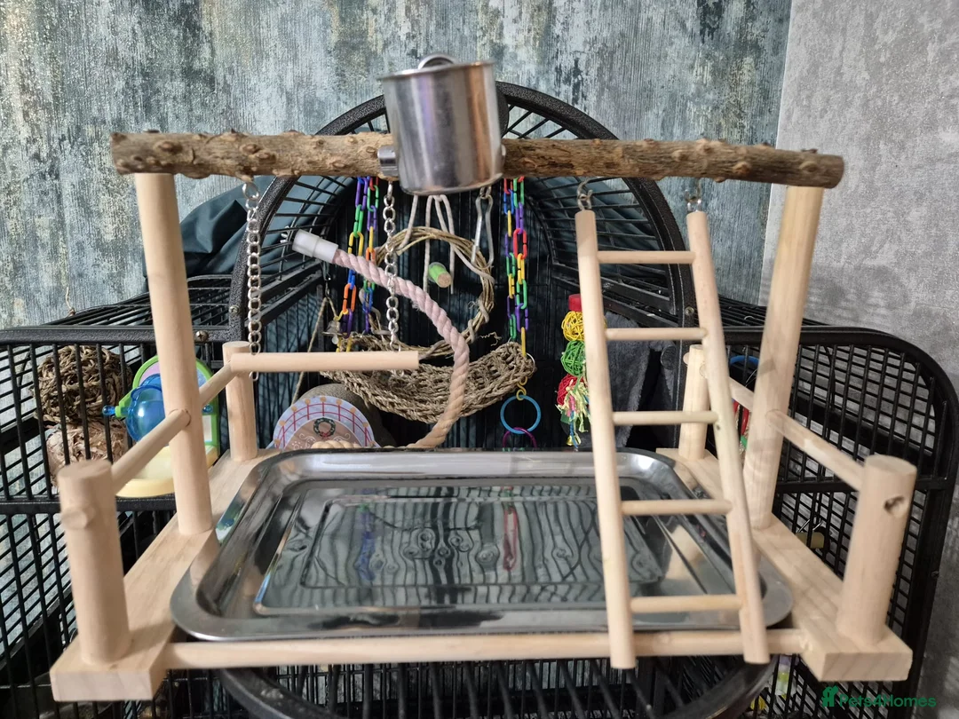 Conures birds for sale: Hand Reared Green Cheek Conure with Full Setup - Advert 9