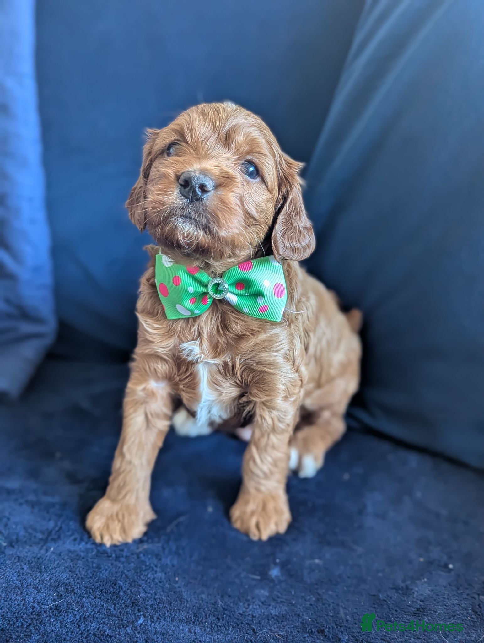 Cavapoo dogs DNA health tested Red Cavapoo boys  - Advert 2