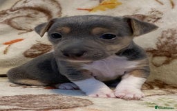 Jack Russell dogs for sale: Blue, Lilac & Tan smooth coated miniature JRT - Advert 8