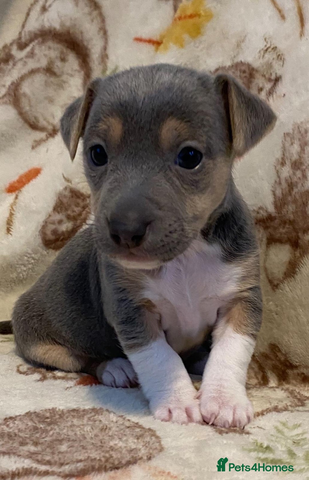 Jack Russell dogs for sale: Blue, Lilac & Tan smooth coated miniature JRT - Advert 8