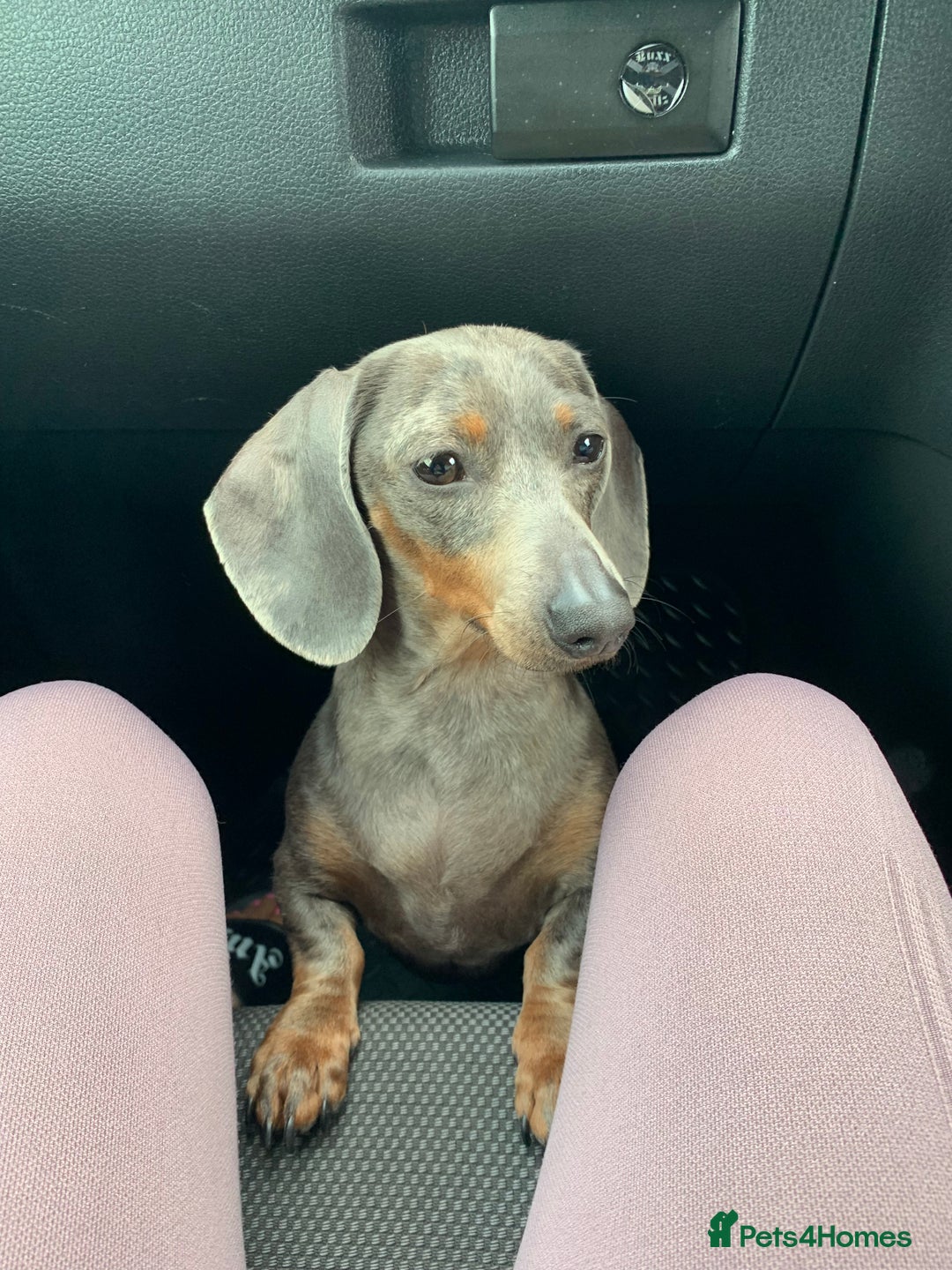 Dachshund dogs for sale: FREE TO THE PERFECT HOME - Advert 3