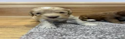 Cockapoo dogs for sale: F1 cockapoo puppies  - Advert 8