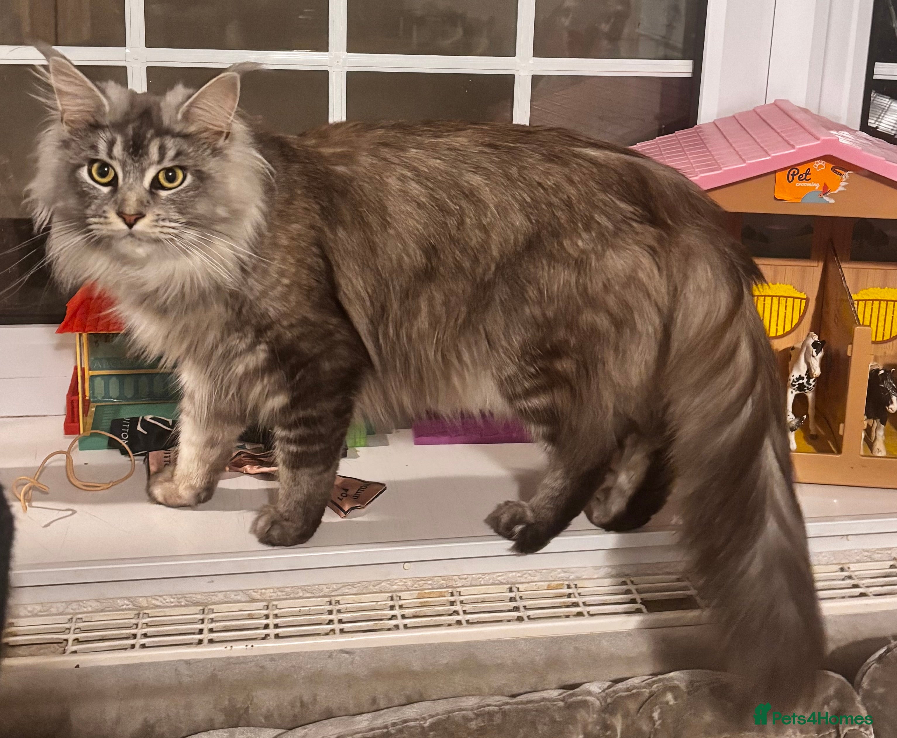 Maine Coon cats Maine Coon kittens - Advert 1