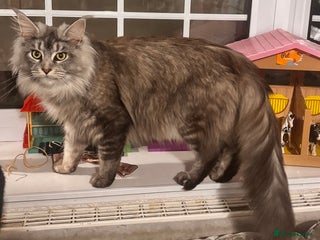 Maine Coon cats Maine Coon kittens - Advert 1