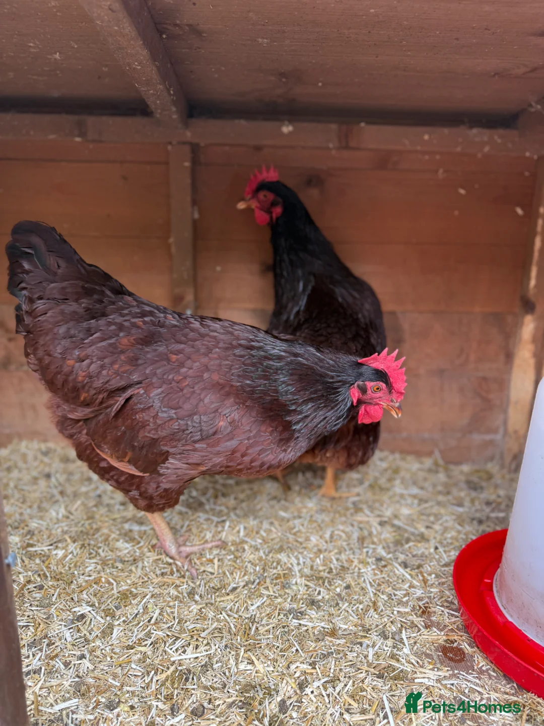 Chickens poultry for sale: Point of lay Rhode Island Red Hens  - Advert 3