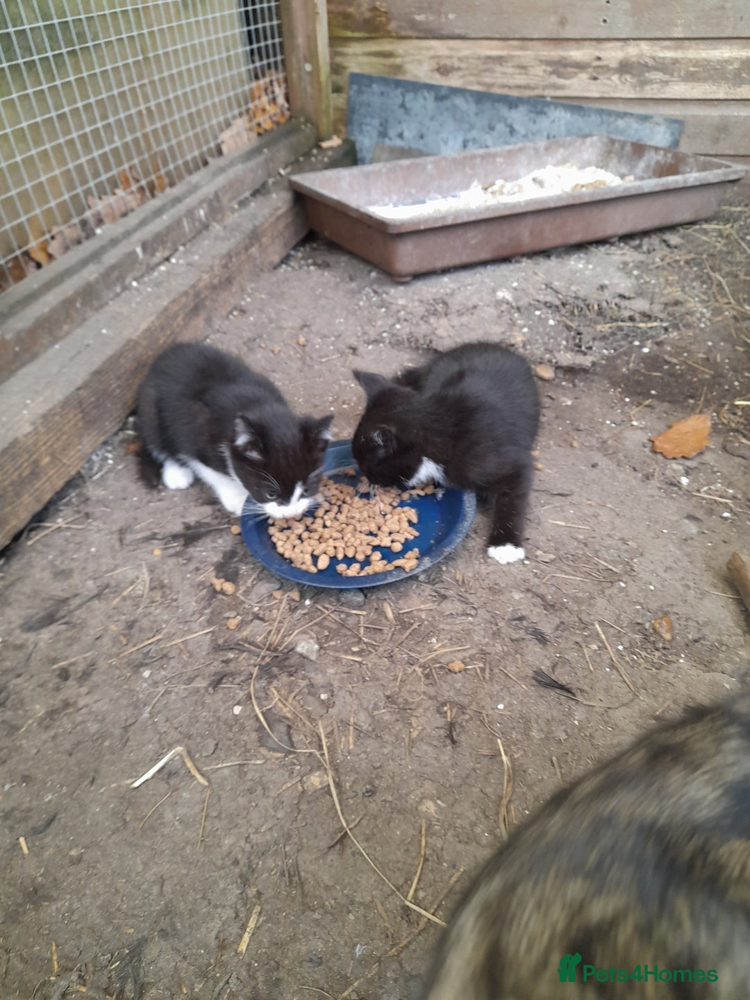 Aegean cats for sale: Agean x Kittens for sale - Image 5