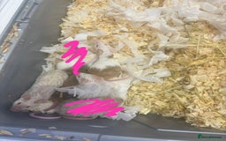 Mouse rodents for sale: MALE Mice - Advert 1