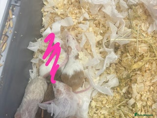 Mouse rodents MALE Mice - Advert 12