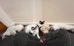 Ragdoll cats for sale:  Rehoming Ragdoll Cats. Indoor Homes Onlyz  - Image 9