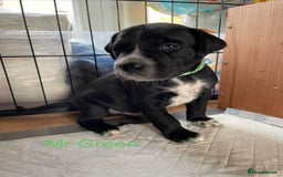 Mixed Breed dogs for sale: Dalmador Puppies for sale - Image 11