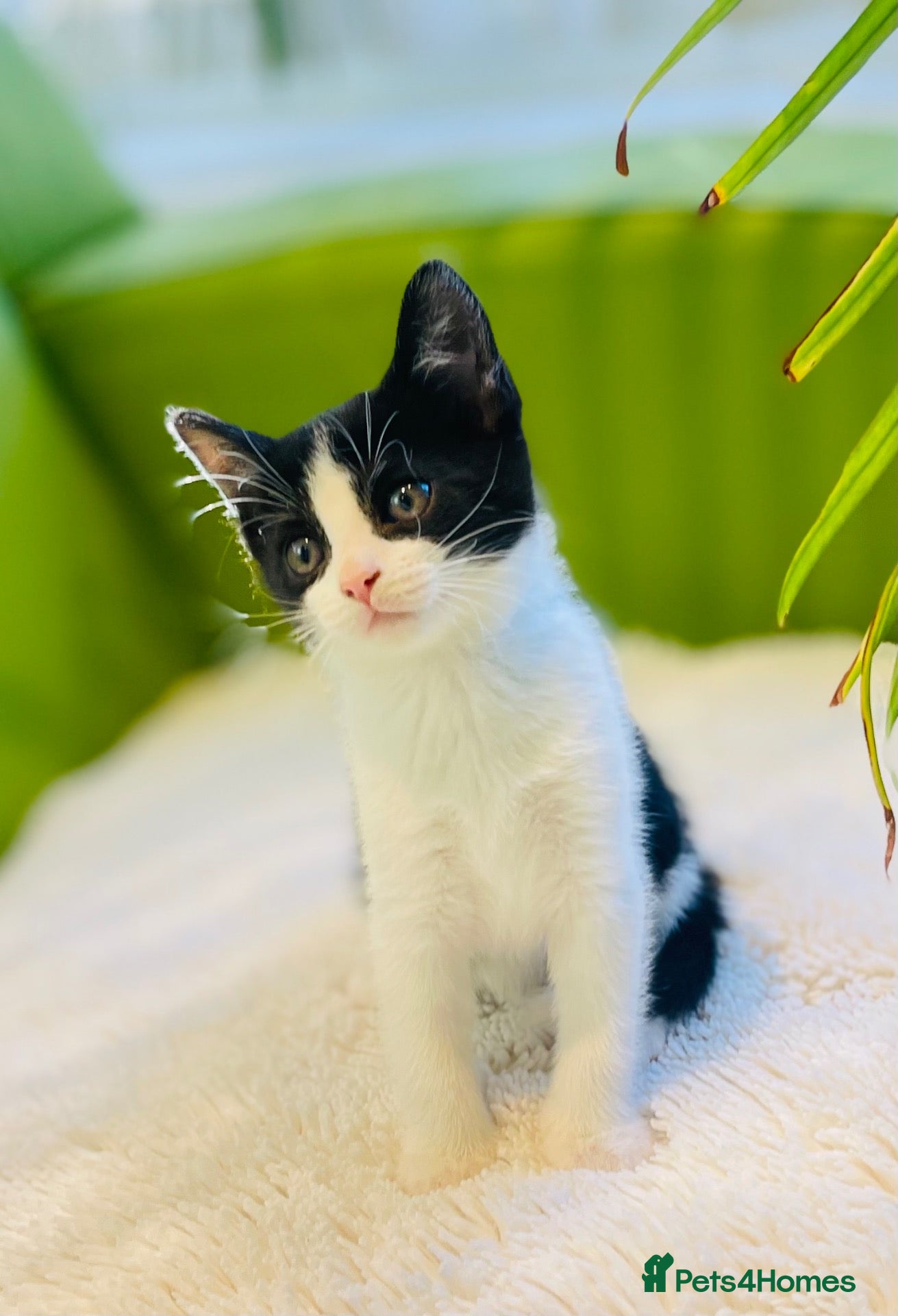 Mixed Breed cats Kittens for sale ,mixed breed, wonderful behaviour - Advert 5