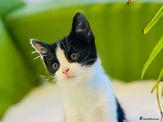 Mixed Breed cats Kittens for sale ,mixed breed, wonderful behaviour - Advert 5