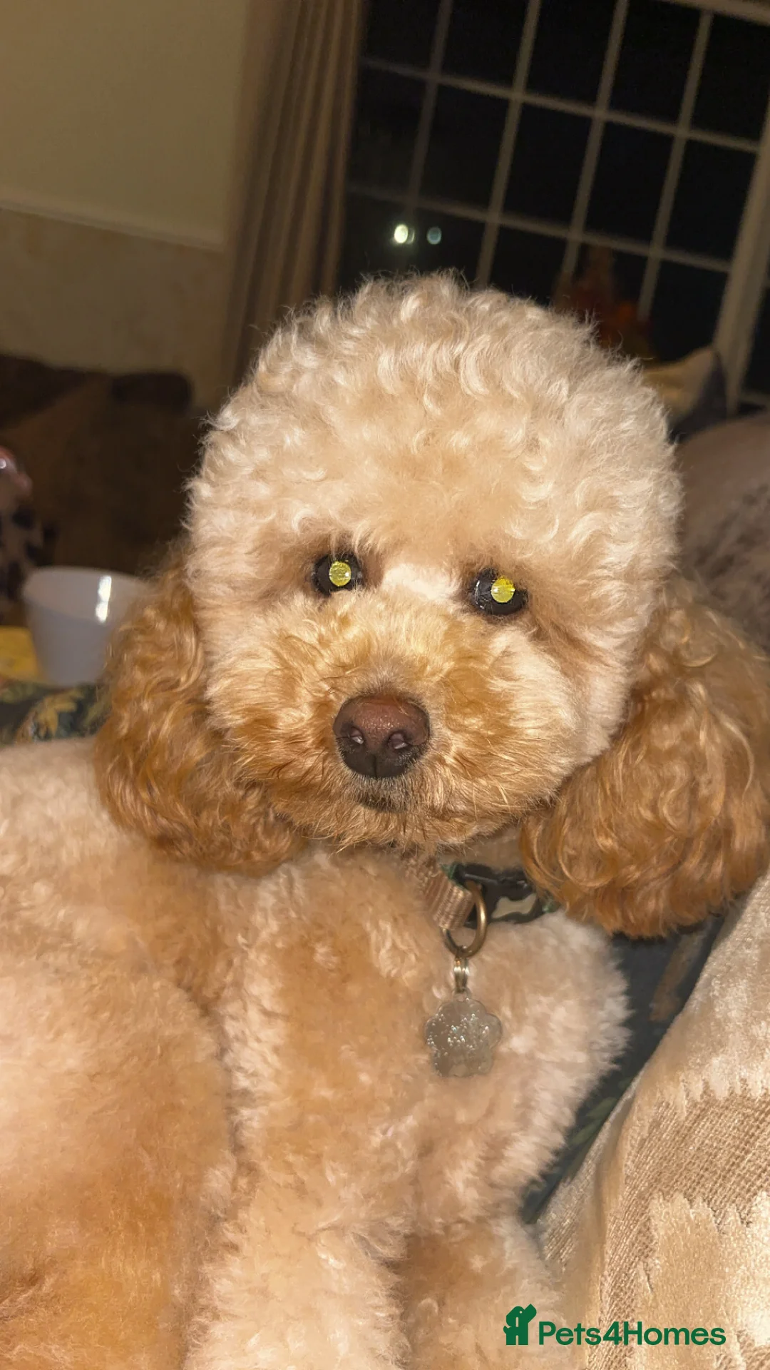 Miniature Poodle dogs for stud: Proven - KC REG MINIATURE POODLE STUD 🐩🐾 in Doncaster - Advert 11