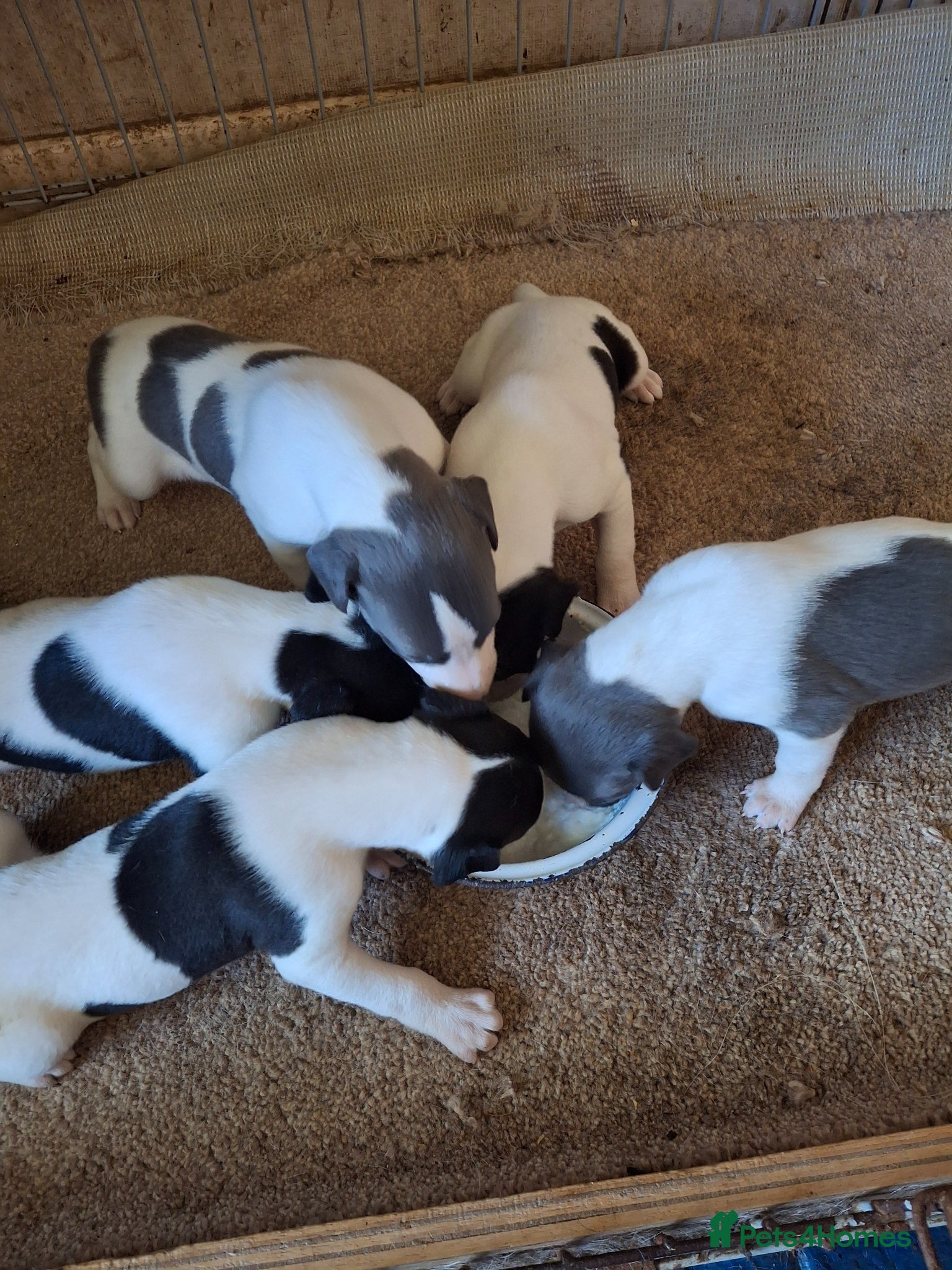 Whippet dogs KC REGISTERED WHIPPETS  - Advert 14