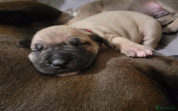 Presa Canario dogs for sale: Stunning litter of Presa Canario Puppies - Image 4