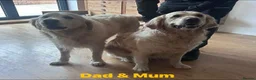Golden Retriever dogs for sale: Our Beautifil KC registered Golden Retriever   in Leeds - Advert 32