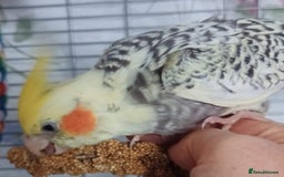 Cockatiels birds for sale: DNA tested female baby hand-reared cockatiels - Image 6