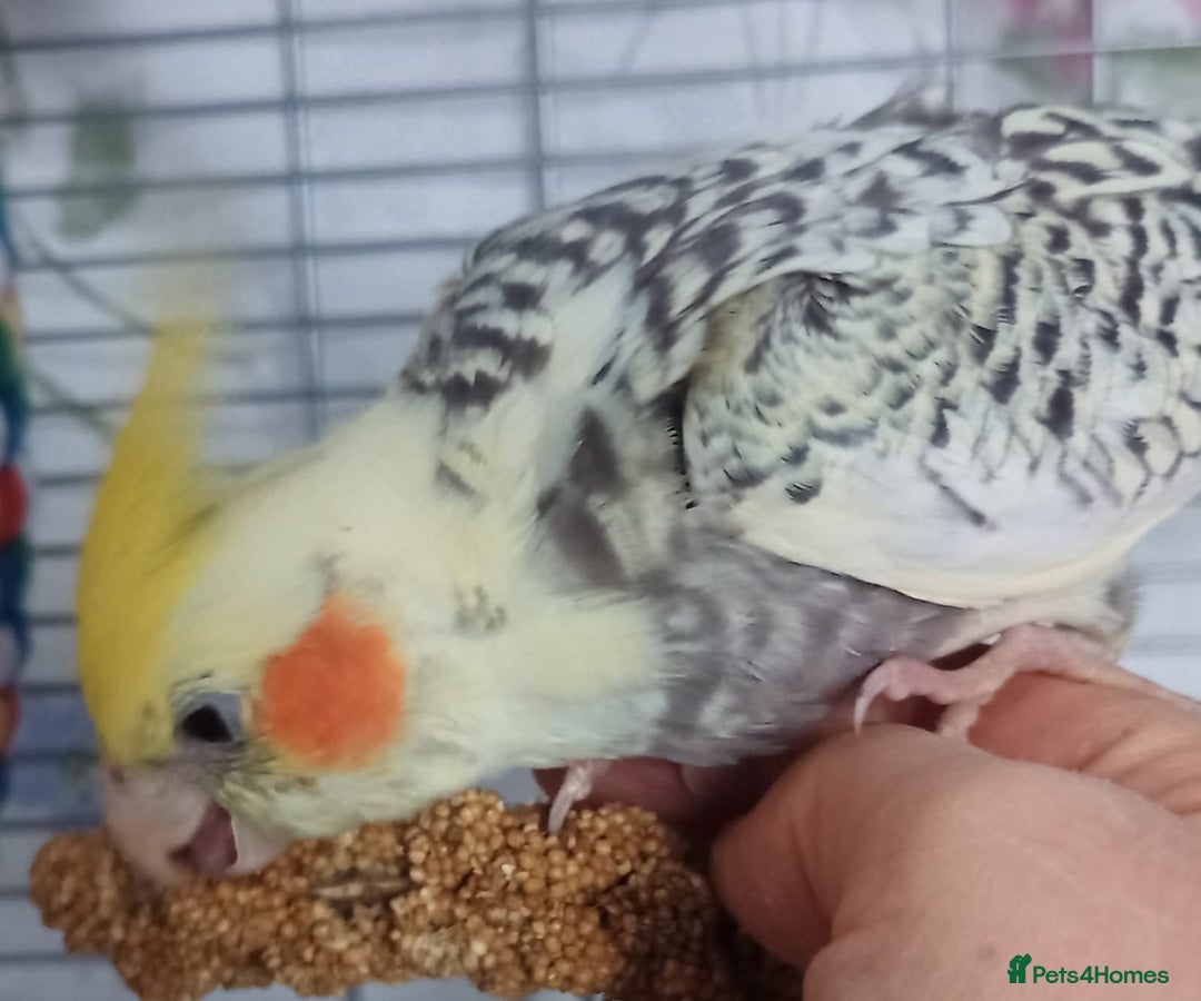 Cockatiels birds for sale: DNA tested female baby hand-reared cockatiels - Image 6