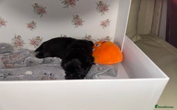 Lhasa Apso dogs for sale: KC Reg Lhasa Apso pups GPRA clear - Image 3