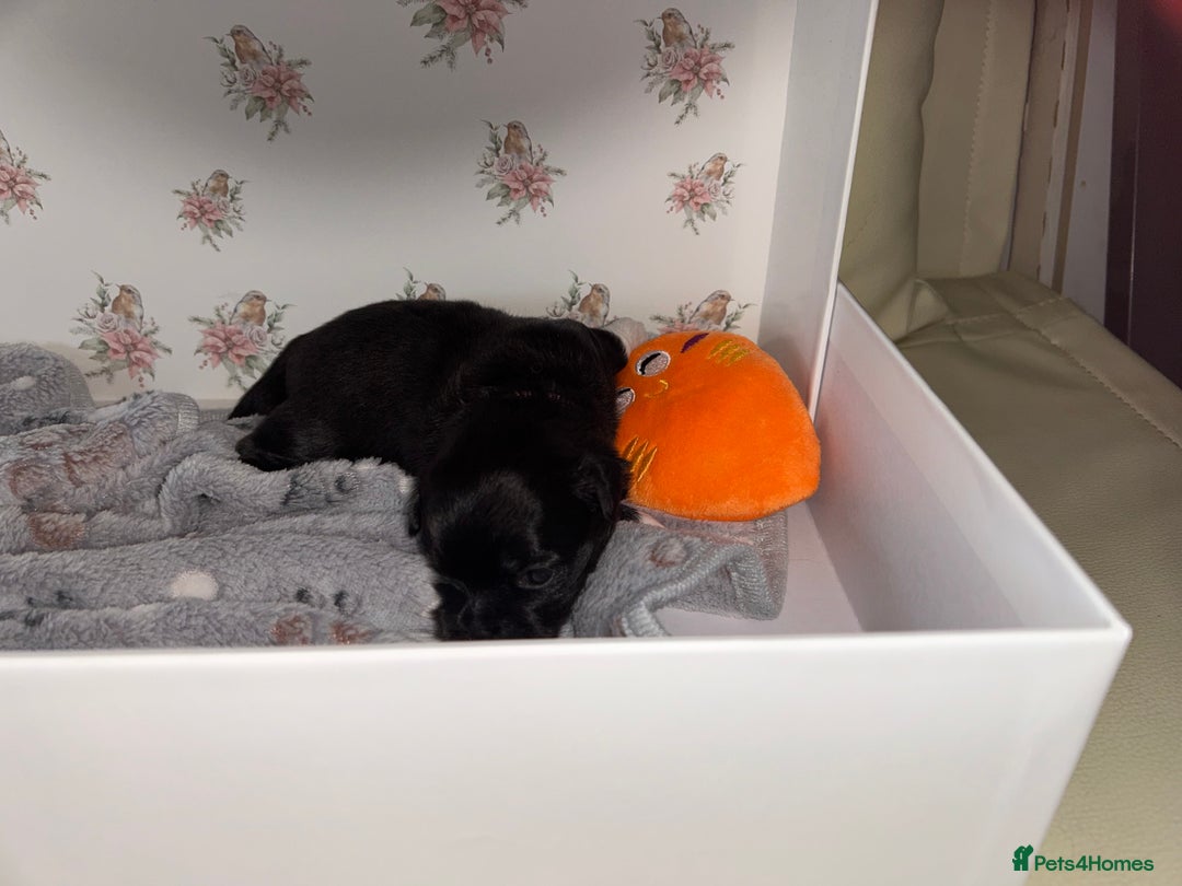 Lhasa Apso dogs for sale: KC Reg Lhasa Apso pups GPRA clear - Image 3