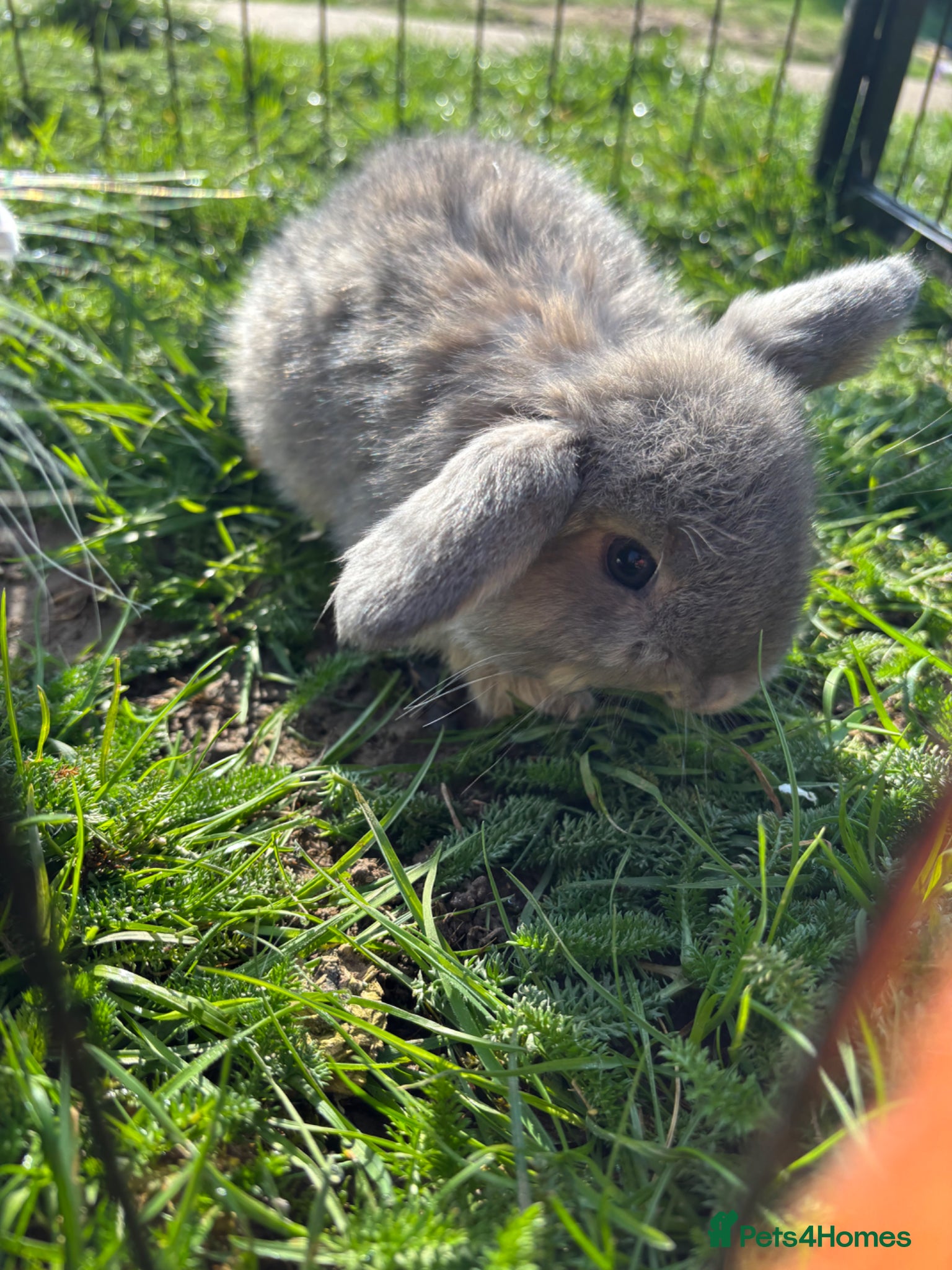 Mini Lop rabbits Mini lops  - Advert 2