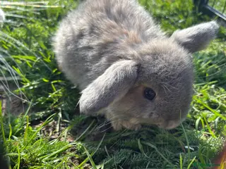 Mini Lop rabbits Mini lops - Advert 3