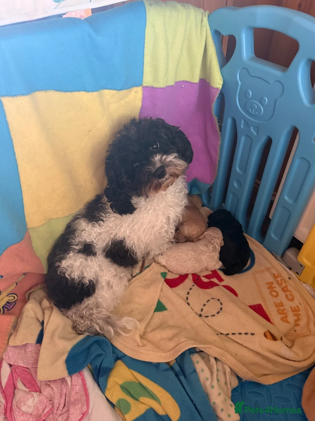Shihpoo dogs for sale: We have a beautiful litter off pups  - Advert 1
