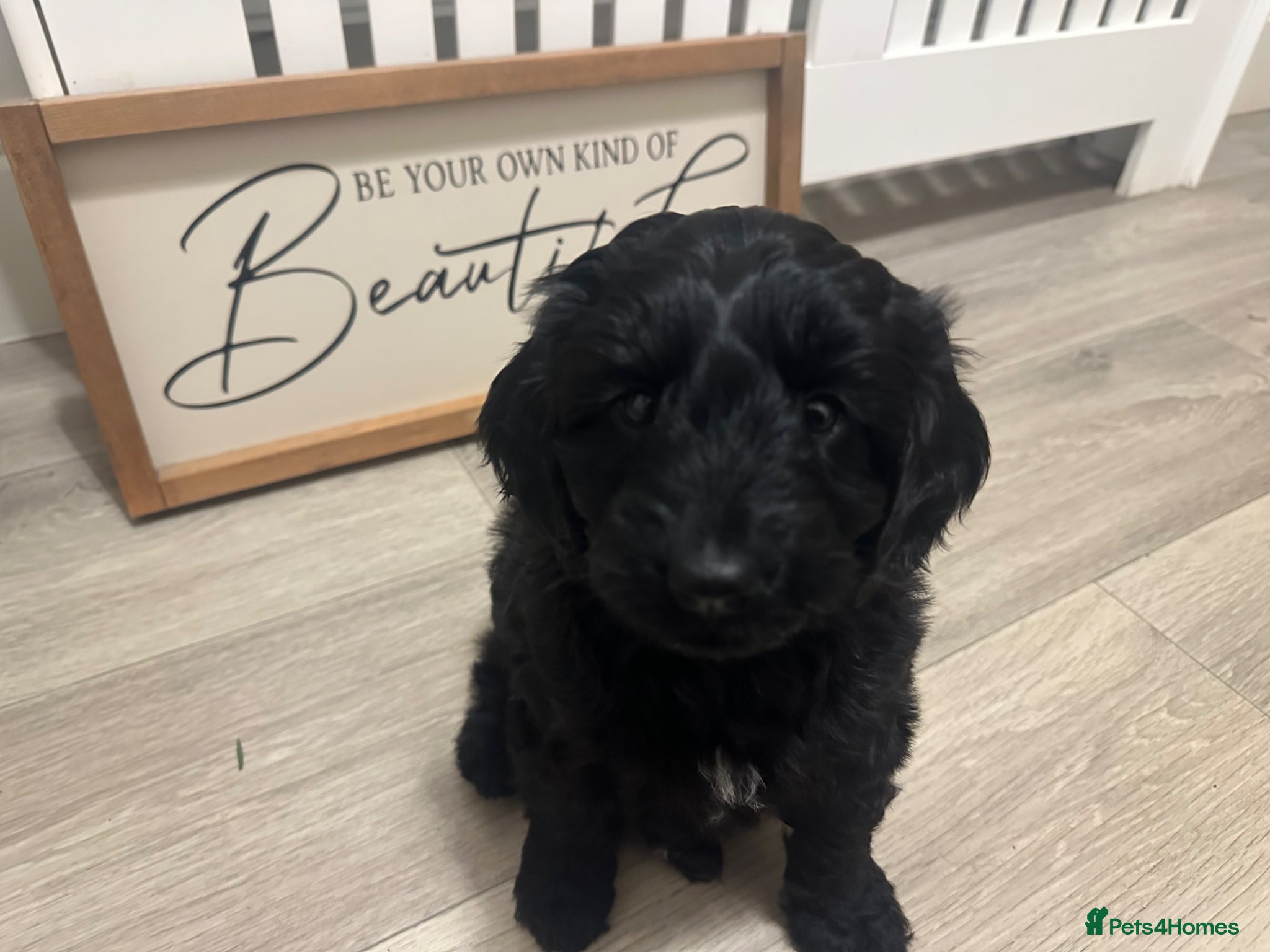 Australian Labradoodle dogs  Last two black Australian labradoodles girls left - Advert 2
