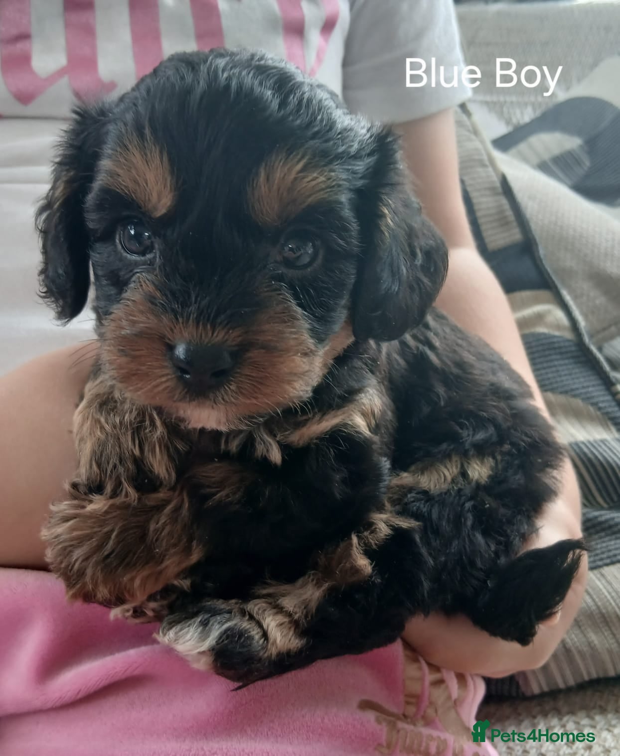 Cavapoo dogs Cavapoo Puppies  - Advert 1