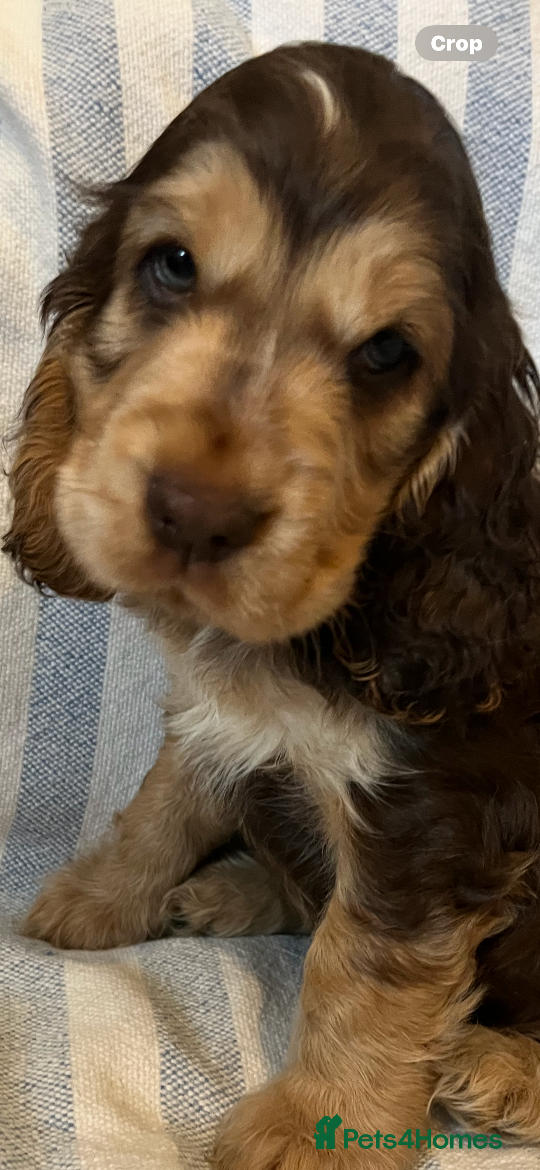 Cocker Spaniel dogs for sale: ADORABLE KC REG SHOW TYPE COCKER SPANIEL PUPPIES - Image 17