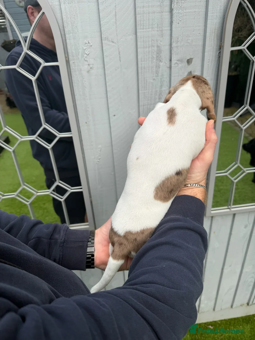 Miniature Dachshund dogs for sale: Miniature dachshunds puppies long and short coats - Advert 9