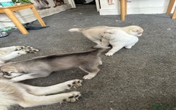Siberian Husky dogs for sale: Pure breed Husky Puppies born 04/07/2025 - Image 3