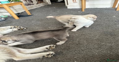 Siberian Husky dogs - Advert 1