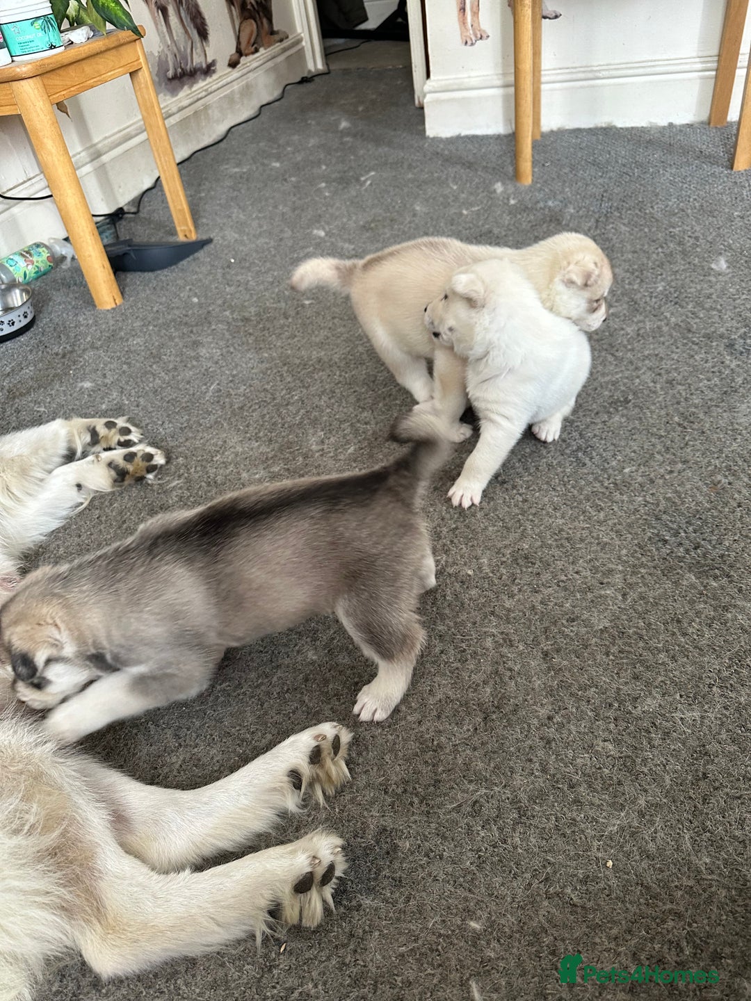 Siberian Husky dogs for sale: Pure breed Husky Puppies born 04/07/2025 - Image 3