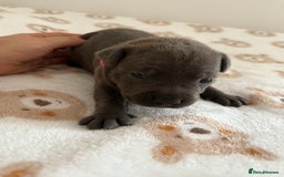 Staffordshire Bull Terrier dogs for sale: Beautiful puppies staffordshire bull terier 🥰 - Image 31