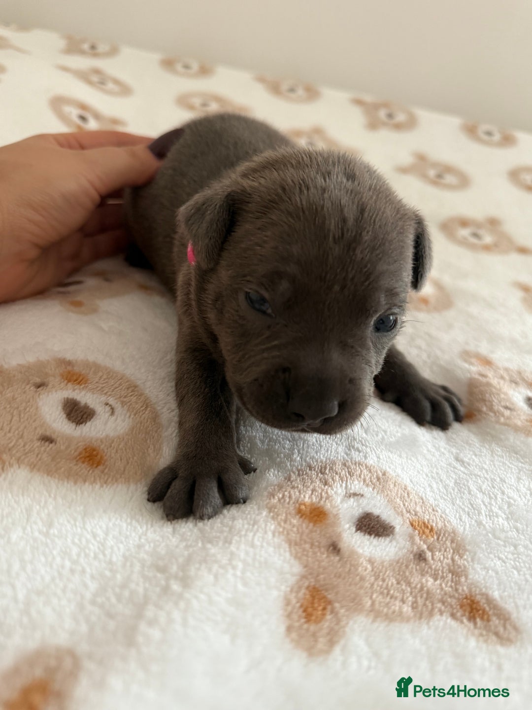 Staffordshire Bull Terrier dogs for sale: Beautiful puppies staffordshire bull terier 🥰 - Image 31