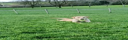 Labrador Retriever dogs for sale: RONNIE - Advert 12