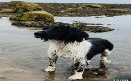 English Springer Spaniel dogs for stud: HEALTH TESTED.FTCH bred stunning springer for stud - Image 1