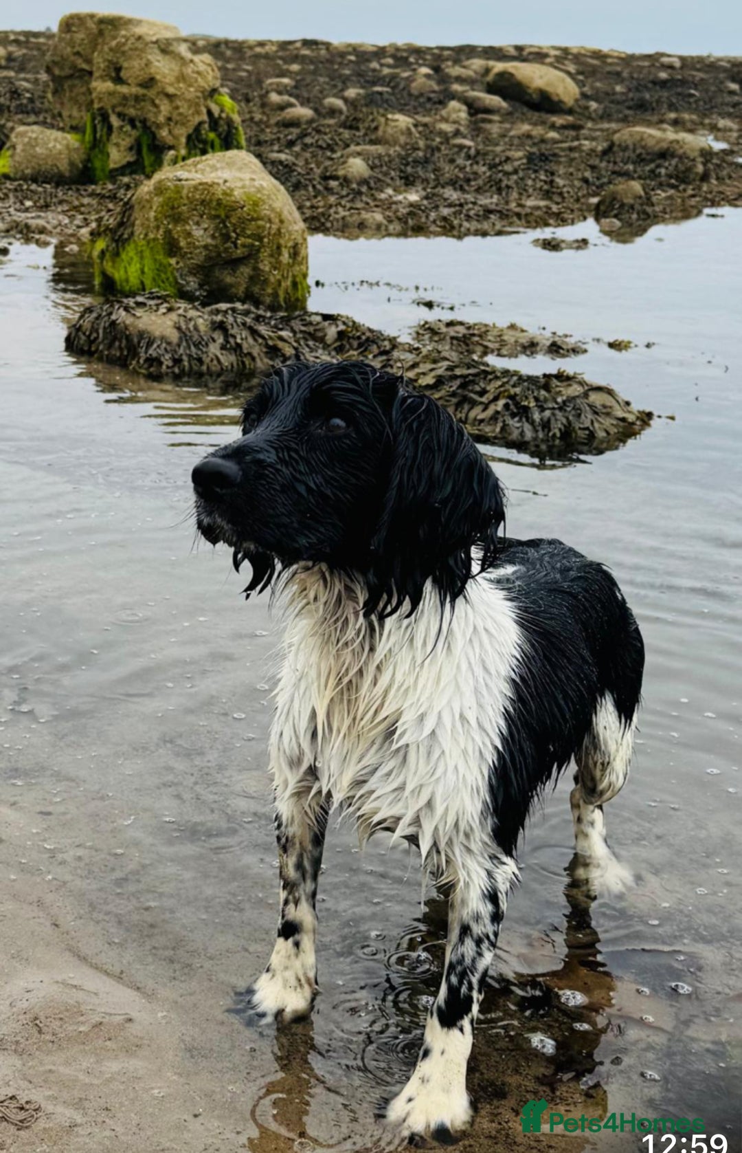 English Springer Spaniel dogs for stud: HEALTH TESTED.FTCH bred stunning springer for stud - Image 1